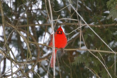 Plump, Parlak Kırmızı Kardinal Kuşun Yeşil Kıbrıs Ağaçlarının Arkaplanına Bakışı