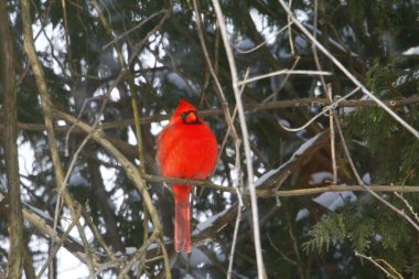 Plump, Parlak Kırmızı Kardinal Kuşun Yeşil Kıbrıs Ağaçlarının Arkaplanına Bakışı