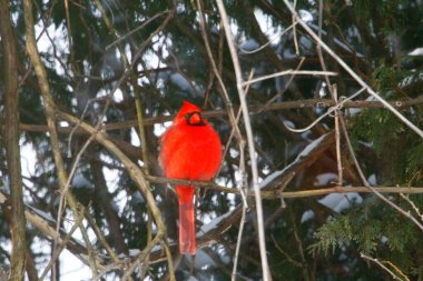 Plump, Parlak Kırmızı Kardinal Kuşun Yeşil Kıbrıs Ağaçlarının Arkaplanına Bakışı