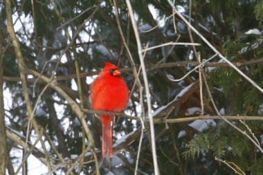 Plump, Parlak Kırmızı Kardinal Kuşun Yeşil Kıbrıs Ağaçlarının Arkaplanına Bakışı