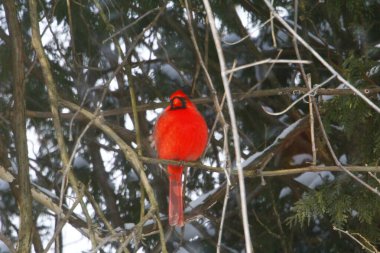 Plump, Parlak Kırmızı Kardinal Kuşun Yeşil Kıbrıs Ağaçlarının Arkaplanına Bakışı