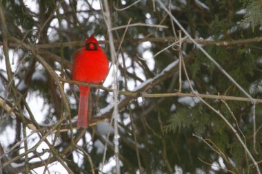 Plump, Parlak Kırmızı Kardinal Kuşun Yeşil Kıbrıs Ağaçlarının Arkaplanına Bakışı