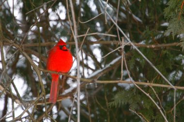 Plump, Parlak Kırmızı Kardinal Kuşun Yeşil Kıbrıs Ağaçlarının Arkaplanına Bakışı