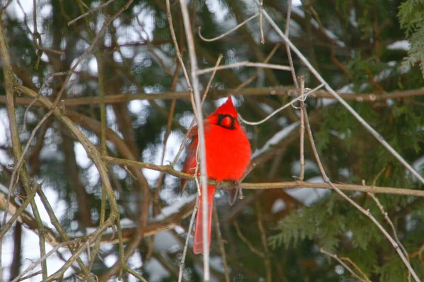 Plump, Parlak Kırmızı Kardinal Kuşun Yeşil Kıbrıs Ağaçlarının Arkaplanına Bakışı