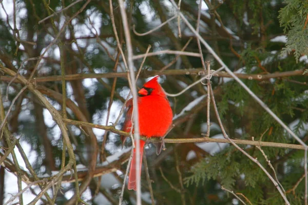 Vista Pássaro Cardeal Vermelho Brilhante Plumante Contra Fundo Árvores Ciprestes — Fotografia de Stock
