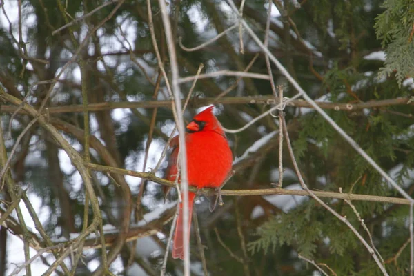 Plump, Parlak Kırmızı Kardinal Kuşun Yeşil Kıbrıs Ağaçlarının Arkaplanına Bakışı