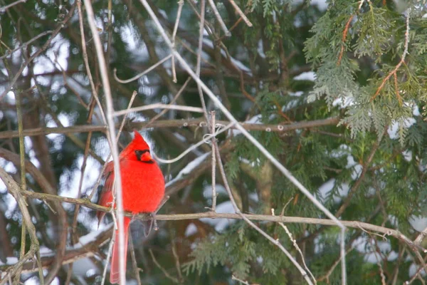 Plump, Parlak Kırmızı Kardinal Kuşun Yeşil Kıbrıs Ağaçlarının Arkaplanına Bakışı