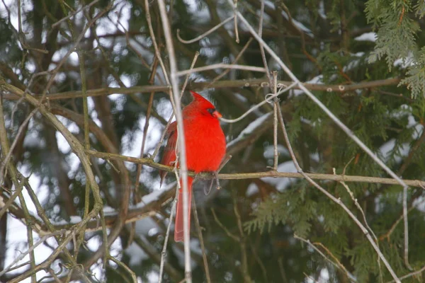 Kardinal Kuş Yeşile Karşı