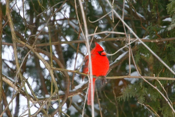 Plump, Parlak Kırmızı Kardinal Kuşun Yeşil Kıbrıs Ağaçlarının Arkaplanına Bakışı