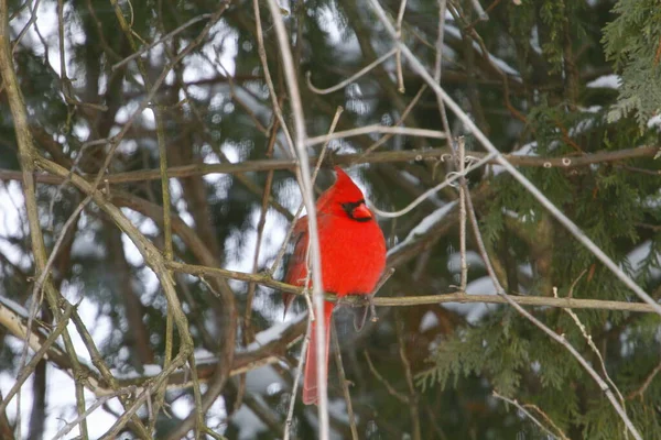 View Plump Bright Red Cardinal Bird Фоне Зеленых Кипарисов — стоковое фото