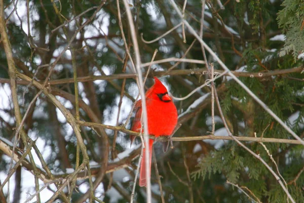 Plump, Parlak Kırmızı Kardinal Kuşun Yeşil Kıbrıs Ağaçlarının Arkaplanına Bakışı