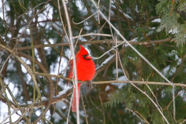 Plump, Parlak Kırmızı Kardinal Kuşun Yeşil Kıbrıs Ağaçlarının Arkaplanına Bakışı
