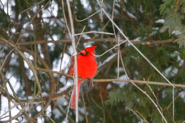 Plump, Parlak Kırmızı Kardinal Kuşun Yeşil Kıbrıs Ağaçlarının Arkaplanına Bakışı