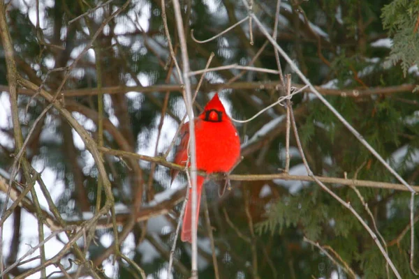 Plump, Parlak Kırmızı Kardinal Kuşun Yeşil Kıbrıs Ağaçlarının Arkaplanına Bakışı