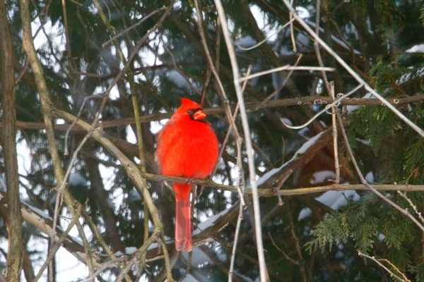 Plump, Parlak Kırmızı Kardinal Kuşun Yeşil Kıbrıs Ağaçlarının Arkaplanına Bakışı
