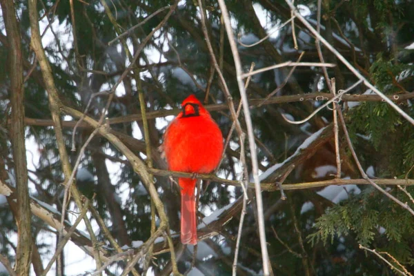 Plump, Parlak Kırmızı Kardinal Kuşun Yeşil Kıbrıs Ağaçlarının Arkaplanına Bakışı