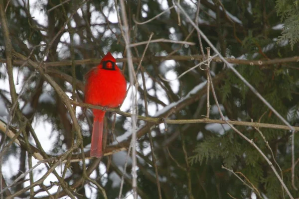 Plump, Parlak Kırmızı Kardinal Kuşun Yeşil Kıbrıs Ağaçlarının Arkaplanına Bakışı