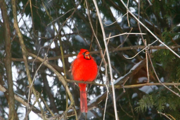 Plump, Parlak Kırmızı Kardinal Kuşun Yeşil Kıbrıs Ağaçlarının Arkaplanına Bakışı