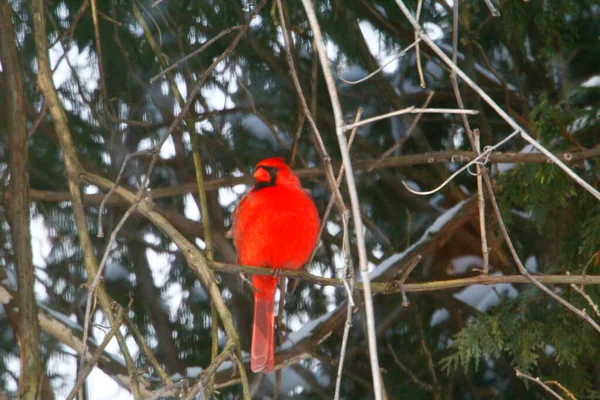Plump, Parlak Kırmızı Kardinal Kuşun Yeşil Kıbrıs Ağaçlarının Arkaplanına Bakışı