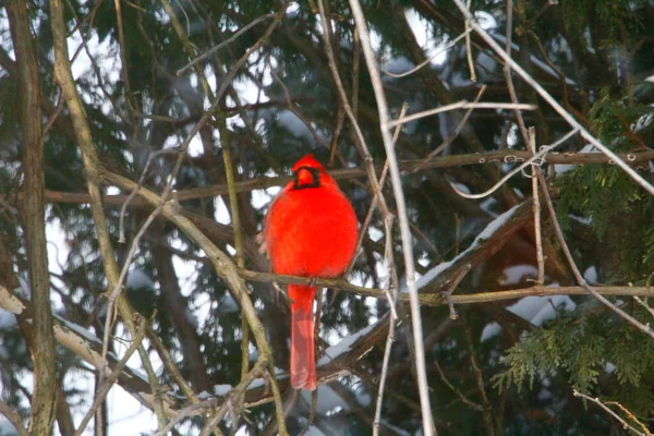 Plump, Parlak Kırmızı Kardinal Kuşun Yeşil Kıbrıs Ağaçlarının Arkaplanına Bakışı