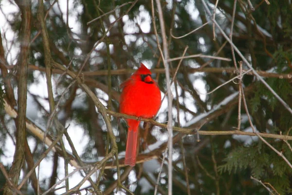 Plump, Parlak Kırmızı Kardinal Kuşun Yeşil Kıbrıs Ağaçlarının Arkaplanına Bakışı