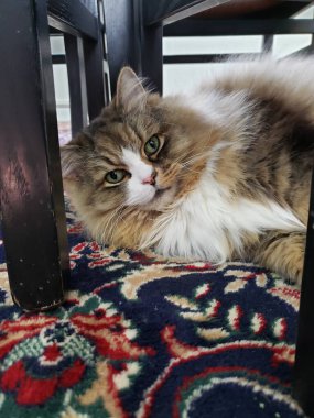 Tatlı bir safkan Ragamuffin Kedisi Dinleniyor