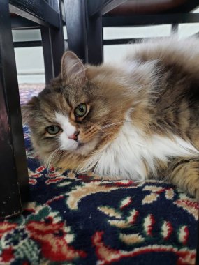 Tatlı bir safkan Ragamuffin Kedisi Dinleniyor