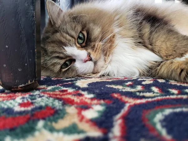 Bonito Puro Sangue Ragamuffin Cat Resting — Fotografia de Stock