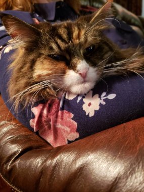 Maine Rakun Kedisi Deri Koltukta Dinleniyor