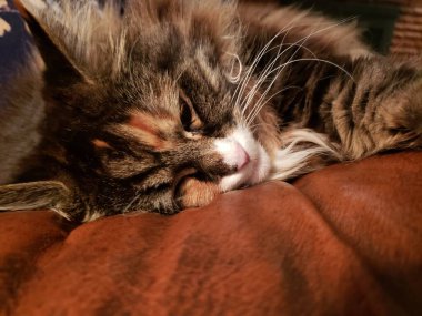 Maine Rakun Kedisi Deri Koltukta Dinleniyor