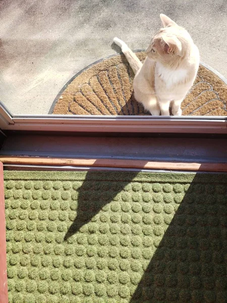 Crème Tabby Cat Attente Une Porte Laisser Entrer — Photo