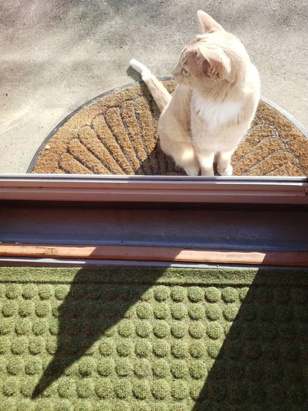 クリームタビー猫中に入れるドアを待っています — ストック写真