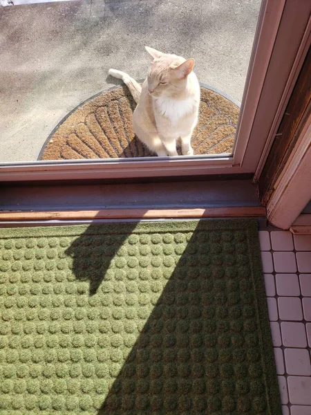 クリームタビー猫中に入れるドアを待っています — ストック写真