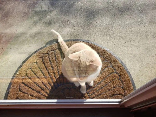 Crème Tabby Cat Waiting Door Let — Stockfoto