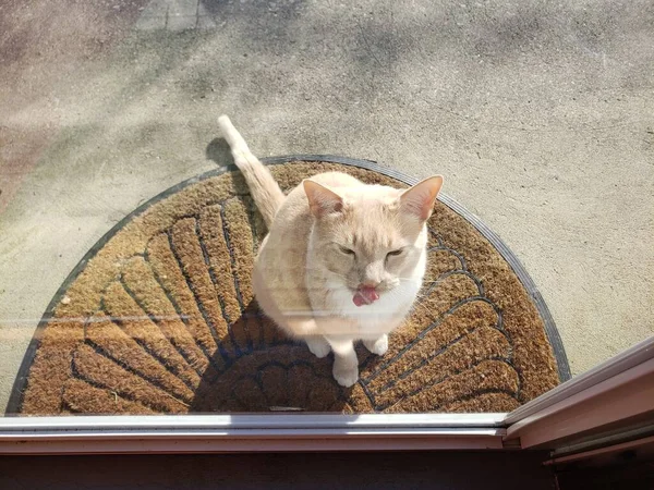 Кремовий Таббі Кіт Чекає Двері Щоб Впустити — стокове фото