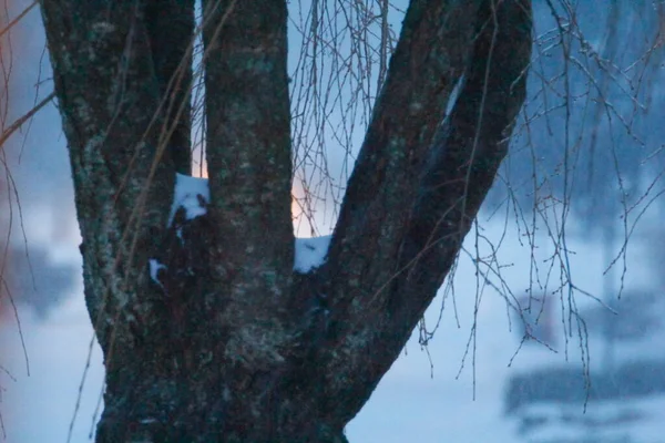 Κλείσιμο Δέντρου Χειμερινή Καταιγίδα — Φωτογραφία Αρχείου