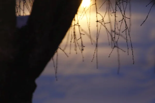 Nahaufnahme Eines Baumes Wintersturm — Stockfoto