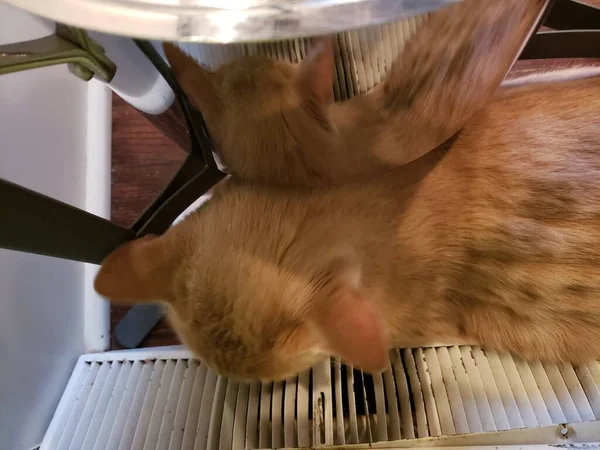 Crème Tabby Cat Reflétée Dans Une Casserole Brillante — Photo