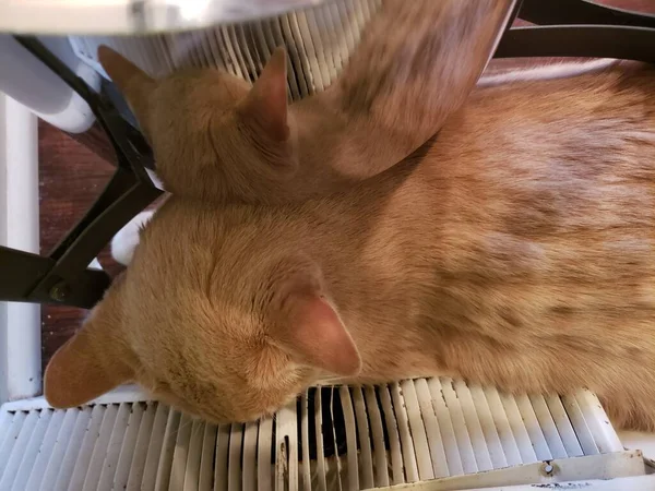 Crema Tabby Cat Reflejado Una Sartén Brillante —  Fotos de Stock