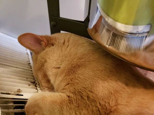 Cream Tabby Cat Reflected Shiny Pan — Stock Photo, Image