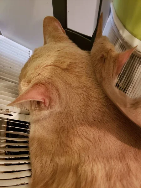 Cremefarbene Katze Reflektiert Einer Glänzenden Pfanne — Stockfoto