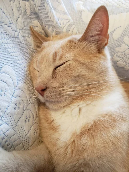 Krem Tabby Cat Śpiący Niebiesko Białym Kocu — Zdjęcie stockowe