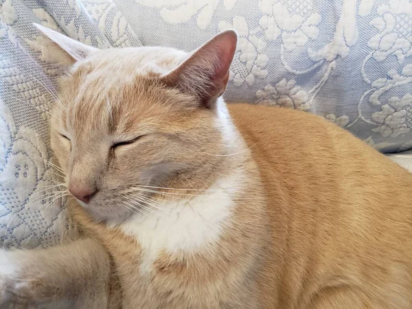 Crème Tabby Cat Slapen Een Blauwe Witte Deken — Stockfoto