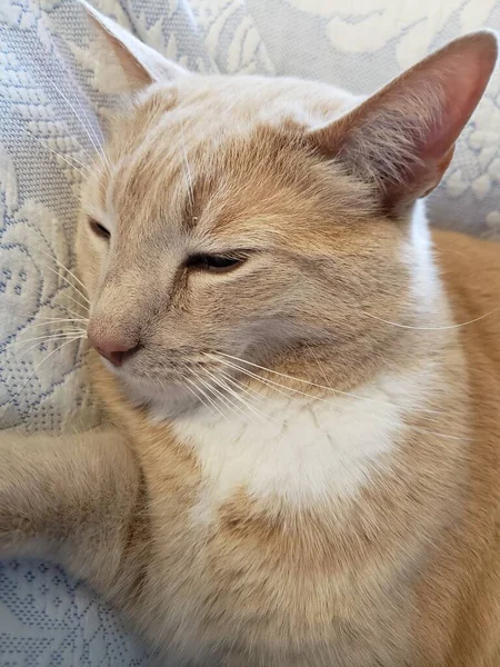 Krem Tabby Cat Śpiący Niebiesko Białym Kocu — Zdjęcie stockowe
