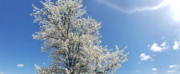 White Flowering Crabapple Tree Blue Sky — стоковое фото