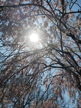 Ağlayan kiraz ağacı baharda çiçek açıyor.