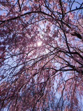 Ağlayan kiraz ağacı baharda çiçek açıyor.