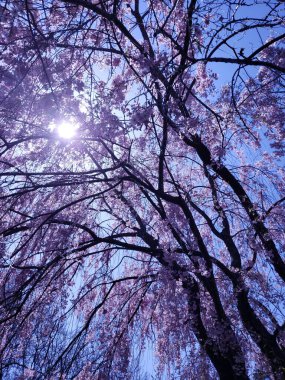 Ağlayan kiraz ağacı baharda çiçek açıyor.