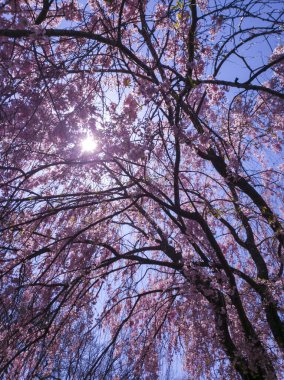 Ağlayan kiraz ağacı baharda çiçek açıyor.