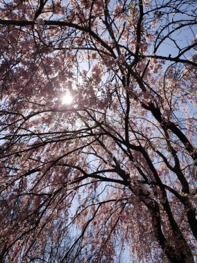Güzel botanik fotoğrafı, doğal duvar kağıdı.
